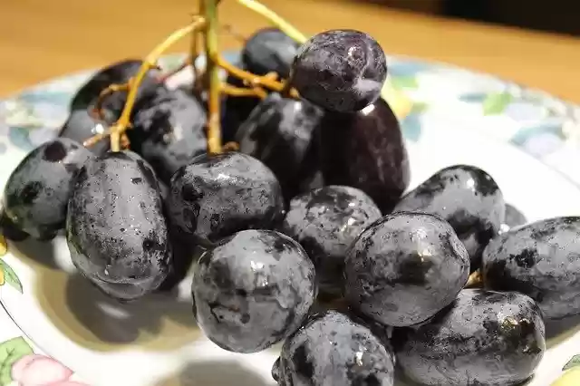 Free download Grapes Purple Wine -  free free photo or picture to be edited with GIMP online image editor