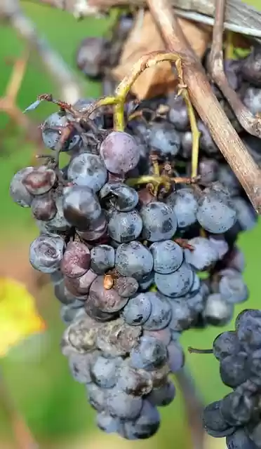 Free download grapes vineyard fruits harvest free picture to be edited with GIMP free online image editor