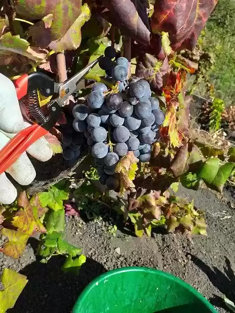 Free download Grapes Vintage Collection -  free photo or picture to be edited with GIMP online image editor