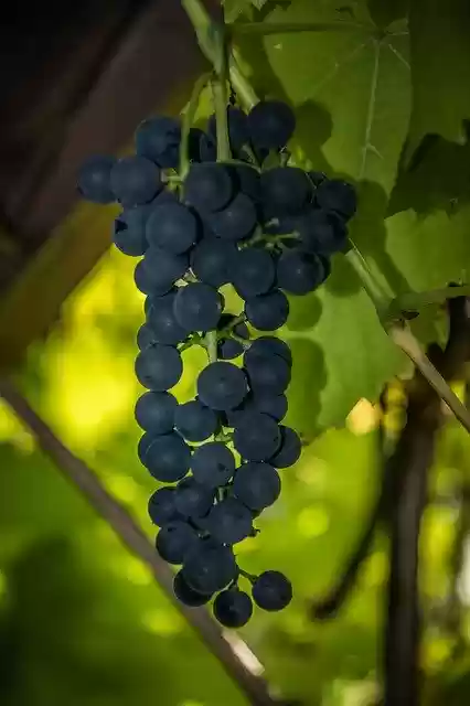 Free download Grapevine Green Foliage -  free photo or picture to be edited with GIMP online image editor
