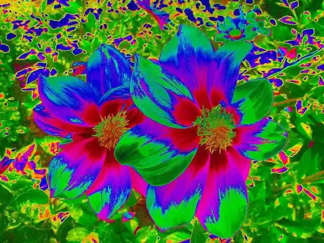 Free download Graphic Dahlia Flower -  free illustration to be edited with GIMP free online image editor