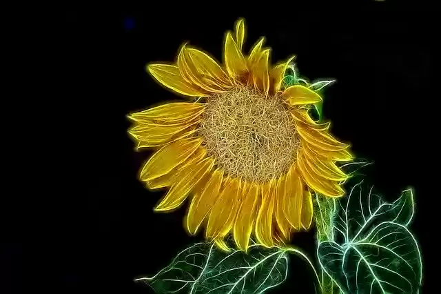 Free download Graphic Light Painting Flower -  free illustration to be edited with GIMP free online image editor