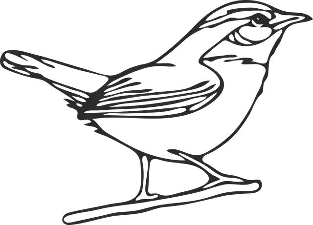 Free download Graphic Mockingbird Northern - Free vector graphic on Pixabay free illustration to be edited with GIMP free online image editor