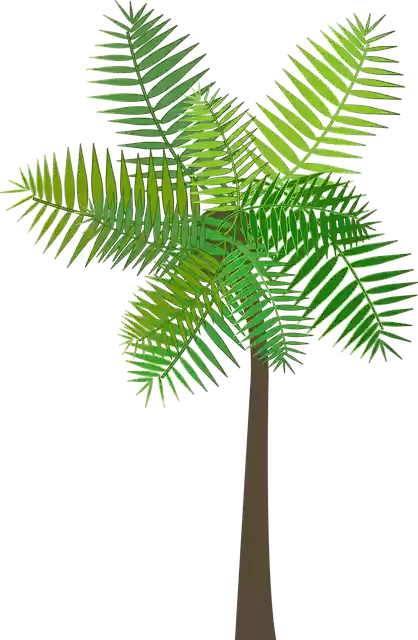 Free download Graphic Palm TreeFree vector graphic on Pixabay free illustration to be edited with GIMP online image editor