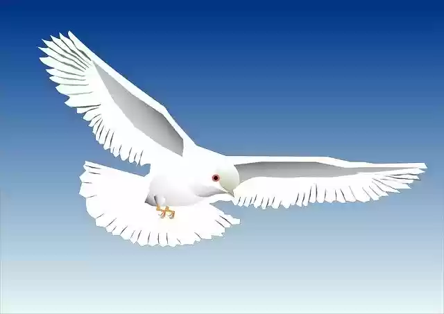 Free download Graphic White Dove -  free illustration to be edited with GIMP free online image editor