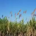 Grass and blue sky  screen for extension Chrome web store in OffiDocs Chromium