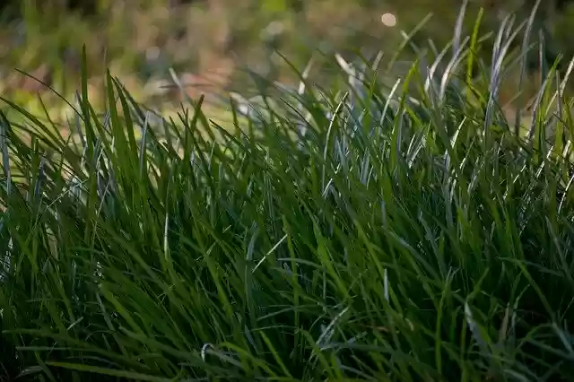 Free download Grass Blade Nature -  free photo or picture to be edited with GIMP online image editor