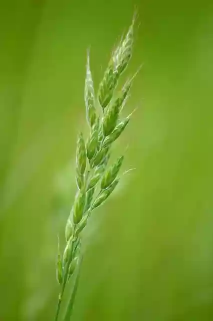 Free download grass blades of grass grasses free picture to be edited with GIMP free online image editor