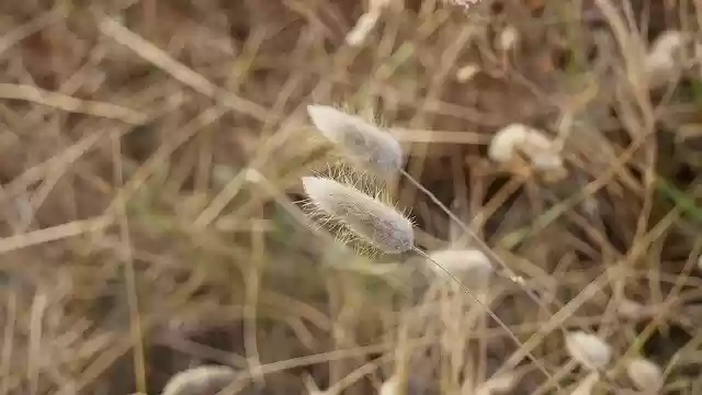 Free download Grass Cereals Field -  free photo or picture to be edited with GIMP online image editor