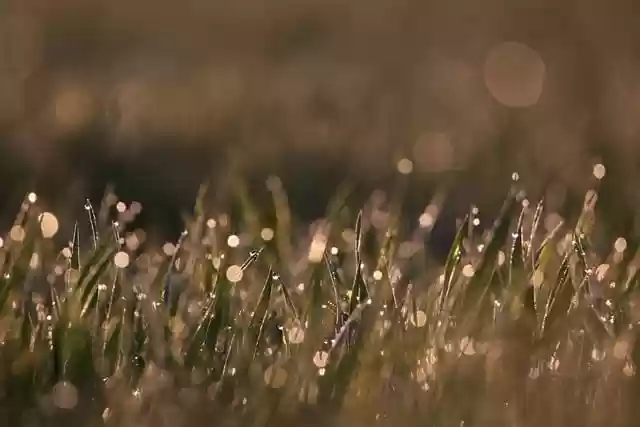 Free download grass dewdrops bokeh sunrise free picture to be edited with GIMP free online image editor