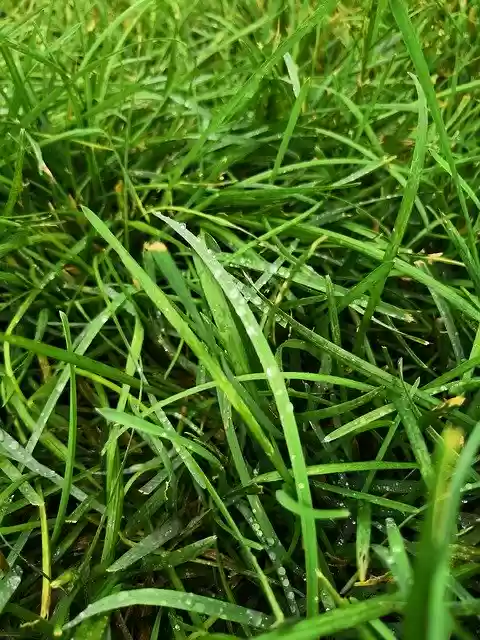 ດາວ​ໂຫຼດ​ຟຣີ Grass Dew Nature - ຮູບ​ພາບ​ຟຣີ​ຫຼື​ຮູບ​ພາບ​ທີ່​ຈະ​ໄດ້​ຮັບ​ການ​ແກ້​ໄຂ​ກັບ GIMP ອອນ​ໄລ​ນ​໌​ບັນ​ນາ​ທິ​ການ​ຮູບ​ພາບ​