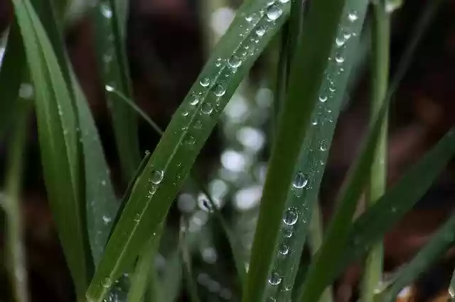 Free download Grass Drip Morning -  free photo or picture to be edited with GIMP online image editor