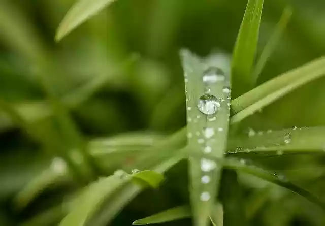 Free download Grass Drip Nature -  free photo or picture to be edited with GIMP online image editor