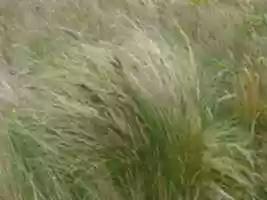 Free download Grasses on Gable Island free photo or picture to be edited with GIMP online image editor