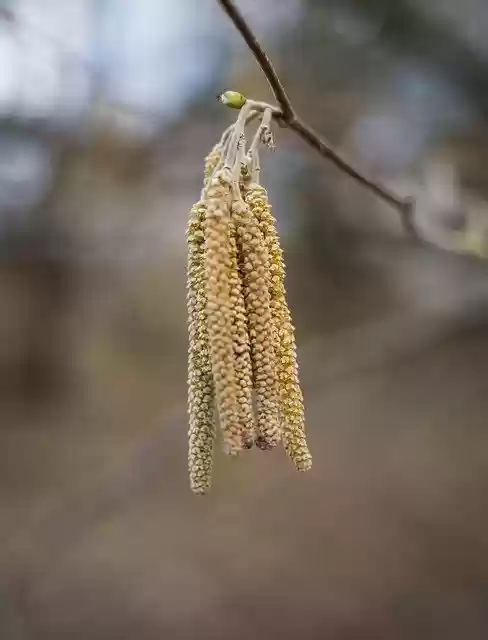 הורדה בחינם של Grasses Tree Pollen - תמונה או תמונה בחינם לעריכה עם עורך התמונות המקוון GIMP