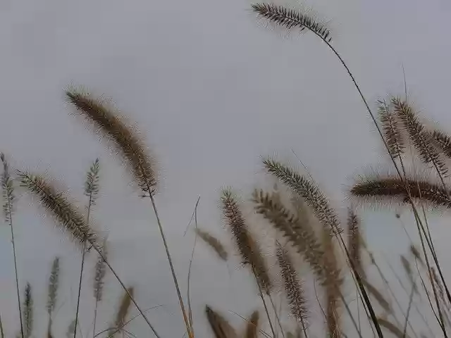 Free download Grass Fall Nature -  free free photo or picture to be edited with GIMP online image editor