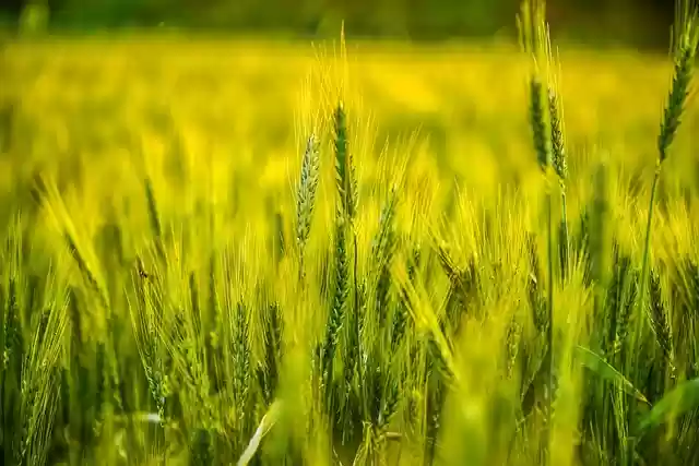 Free download grass field meadow lightning free picture to be edited with GIMP free online image editor