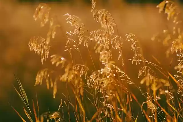 Free download grass flowers plant fall outdoors free picture to be edited with GIMP free online image editor