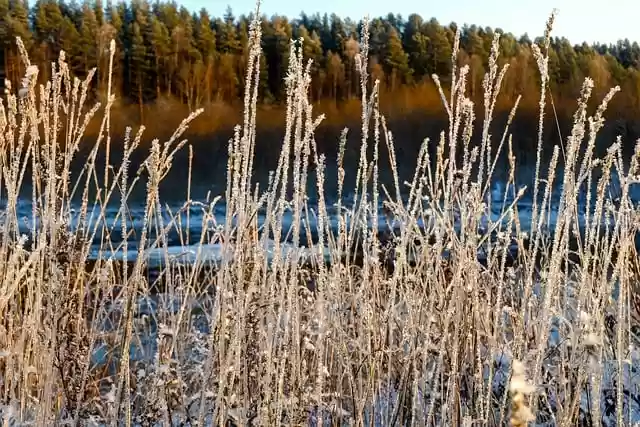 Free download grass forest frost winter nature free picture to be edited with GIMP free online image editor