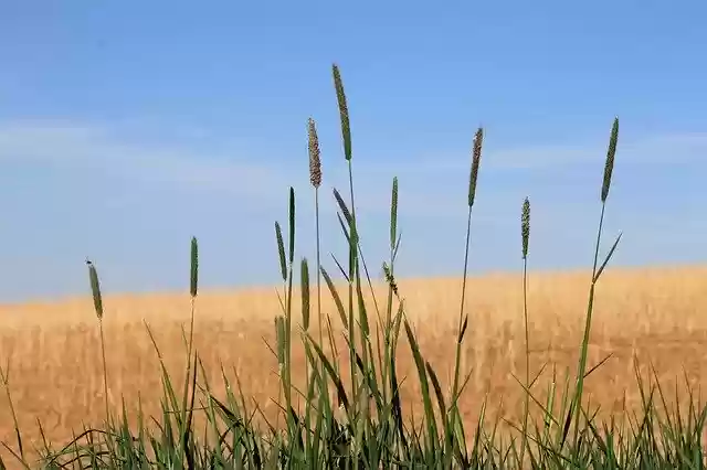 Free download Grass Grasses Nature -  free photo or picture to be edited with GIMP online image editor