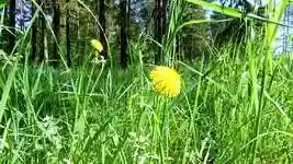 Free download Grass Green Beautiful -  free video to be edited with OpenShot online video editor