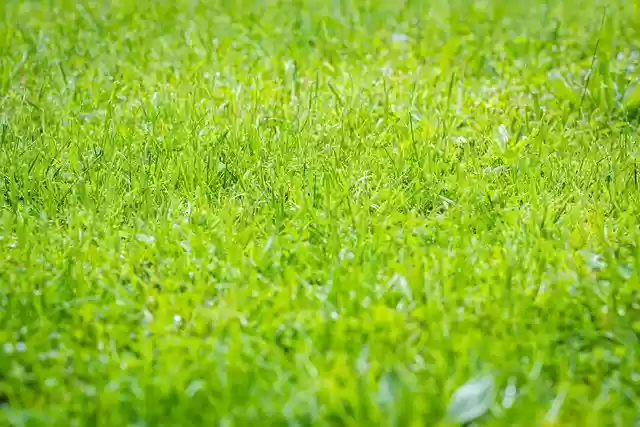 Free download grass green meadow garden wet free picture to be edited with GIMP free online image editor