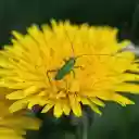 Grasshopper and Daisy  screen for extension Chrome web store in OffiDocs Chromium