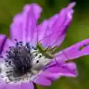 Grasshopper and purple flower  screen for extension Chrome web store in OffiDocs Chromium