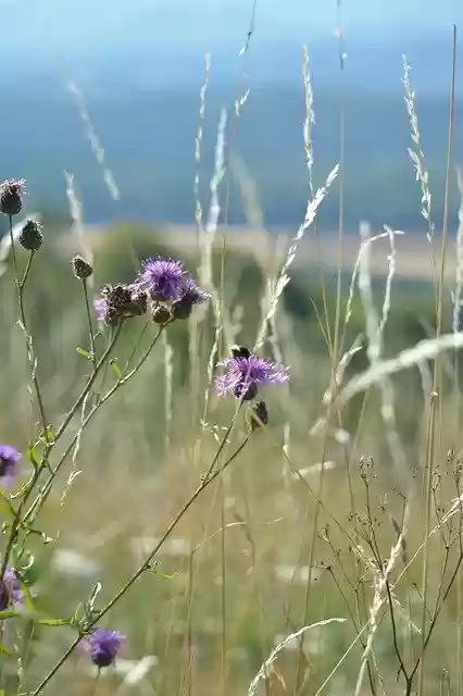 Free download Grasshopper Flower Summer -  free photo or picture to be edited with GIMP online image editor