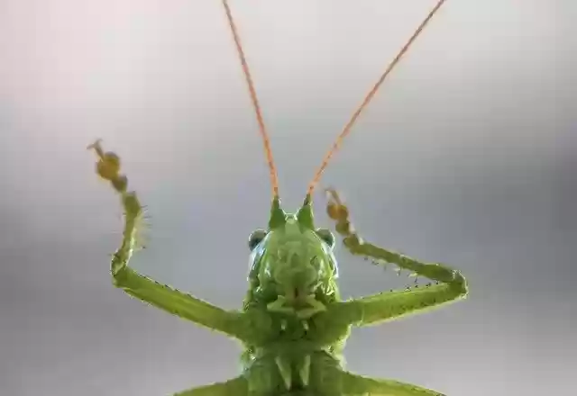 Descarga gratuita Grasshopper Green Tettigonia - foto o imagen gratuita para editar con el editor de imágenes en línea GIMP