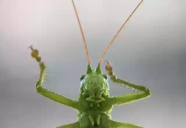 Free download Grasshopper Green Tettigonia -  free photo or picture to be edited with GIMP online image editor