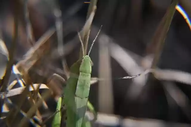 Free download Grasshopper Insect Bug -  free photo or picture to be edited with GIMP online image editor