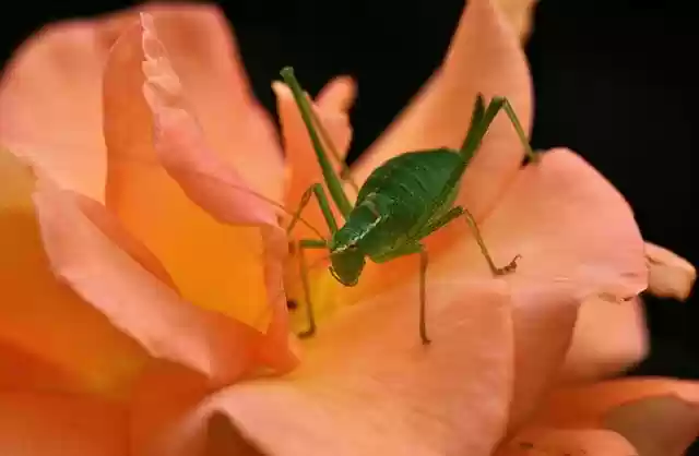 Free download grasshopper insect flower mantodea free picture to be edited with GIMP free online image editor