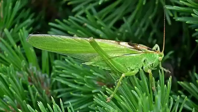 Free download Grasshopper Insect Green -  free photo or picture to be edited with GIMP online image editor