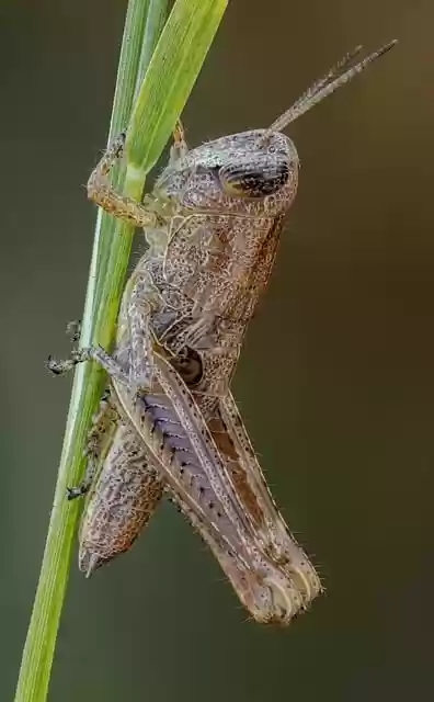 Free download grasshopper insect nature wildlife free picture to be edited with GIMP free online image editor