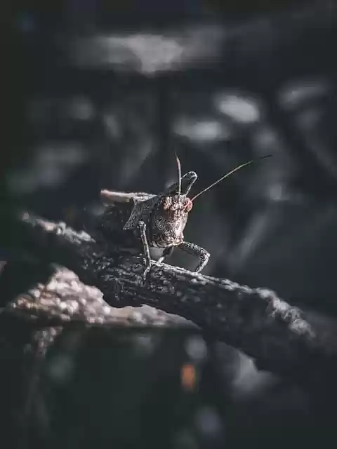 Free download grasshopper insect wildlife free picture to be edited with GIMP free online image editor