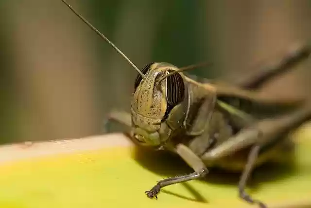 Free download Grasshopper Locust Insect -  free photo or picture to be edited with GIMP online image editor