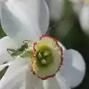 Grasshopper next to white flowers  screen for extension Chrome web store in OffiDocs Chromium