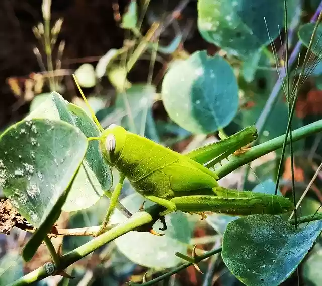 Free download Grasshopper Plant Green -  free photo or picture to be edited with GIMP online image editor