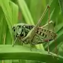 grasshopper wallpaper  screen for extension Chrome web store in OffiDocs Chromium
