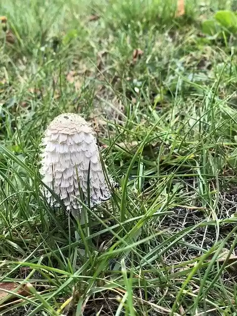 Free download Grassland Mushroom Rain -  free photo or picture to be edited with GIMP online image editor