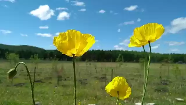 Free download Grasslands Flower -  free photo or picture to be edited with GIMP online image editor