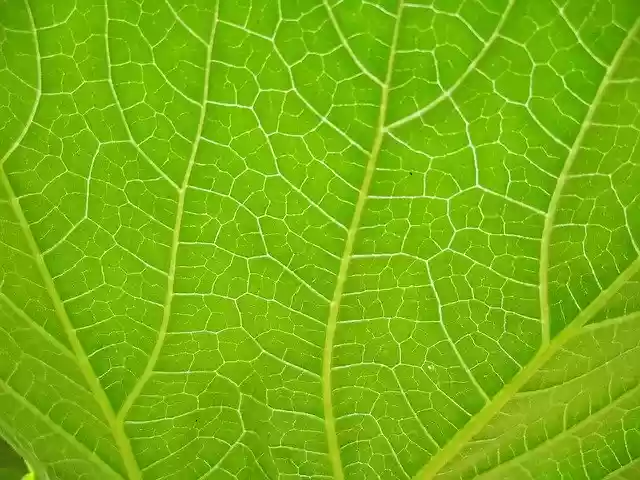 Free download Grass Leaf -  free photo or picture to be edited with GIMP online image editor