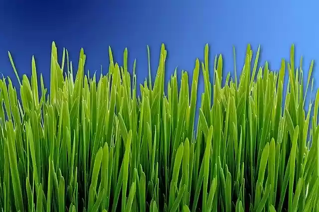 Bezpłatne pobieranie szablonu Grass Meadow Green do edycji za pomocą internetowego edytora obrazów GIMP