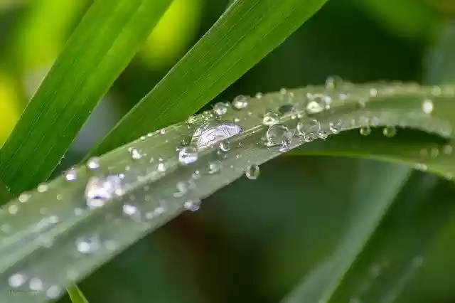 Free download Grass Meadow Rosa -  free photo or picture to be edited with GIMP online image editor
