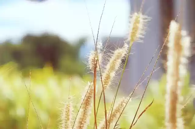 Free download Grass Nature Peace -  free photo or picture to be edited with GIMP online image editor