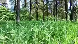 Free download Grass Nature Plants -  free video to be edited with OpenShot online video editor