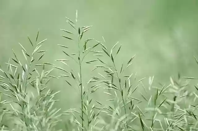 Free download grass nature plants spring seeds free picture to be edited with GIMP free online image editor