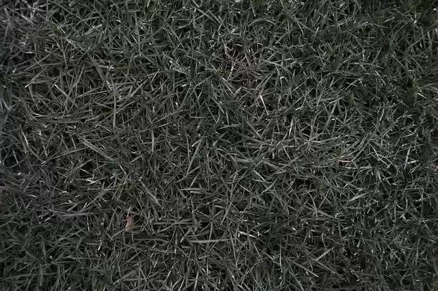Free download Grass Nature Rush -  free photo or picture to be edited with GIMP online image editor