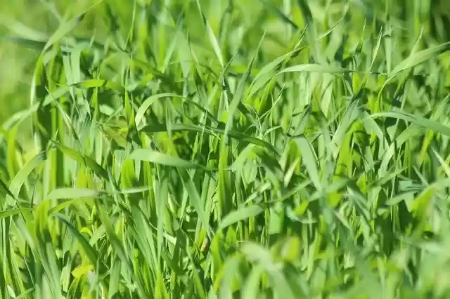 Free download Grass Oats Green -  free photo or picture to be edited with GIMP online image editor